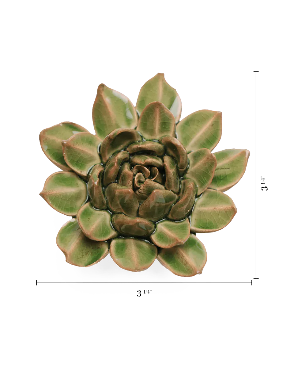 Avocado Green Firecracker Succulent - Image 3