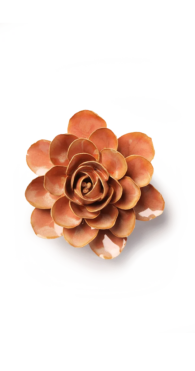 Peach Pink Begonia