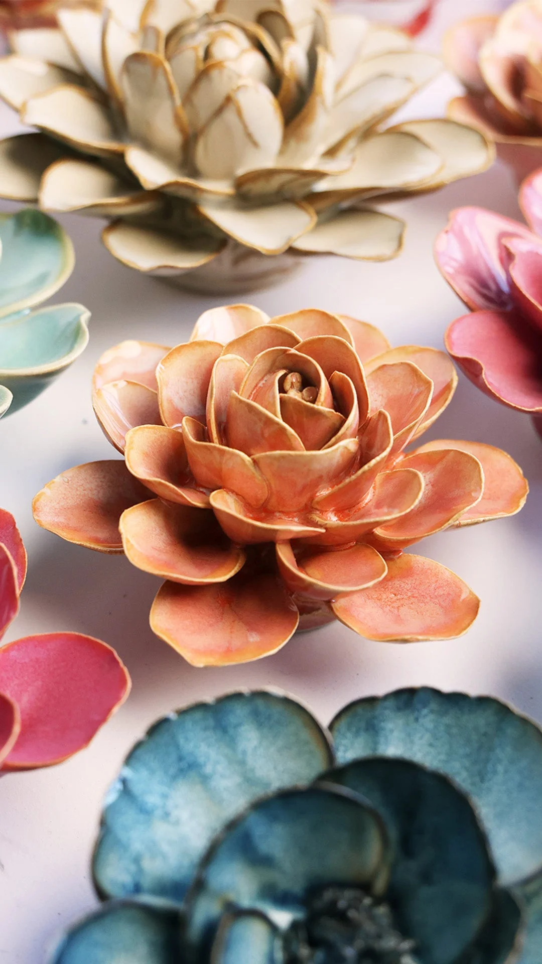 Peach Pink Begonia - Image 4