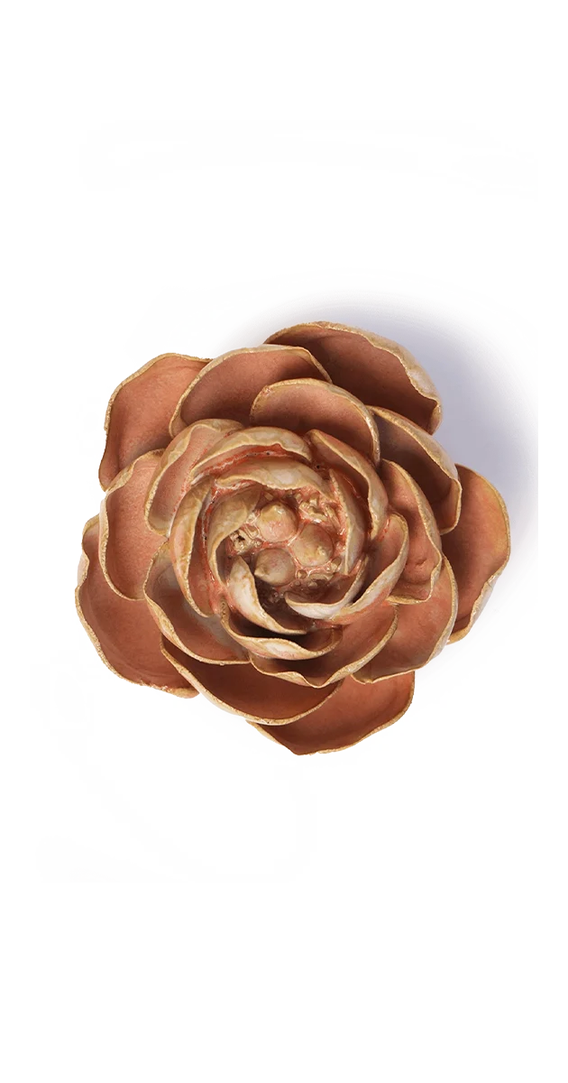 Peach Pink Big Ben Peony