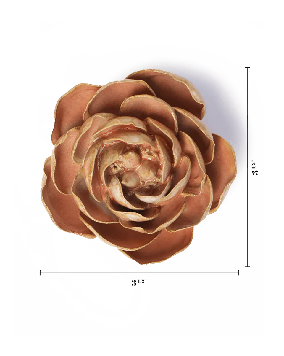 Peach Pink Big Ben Peony - Image 3
