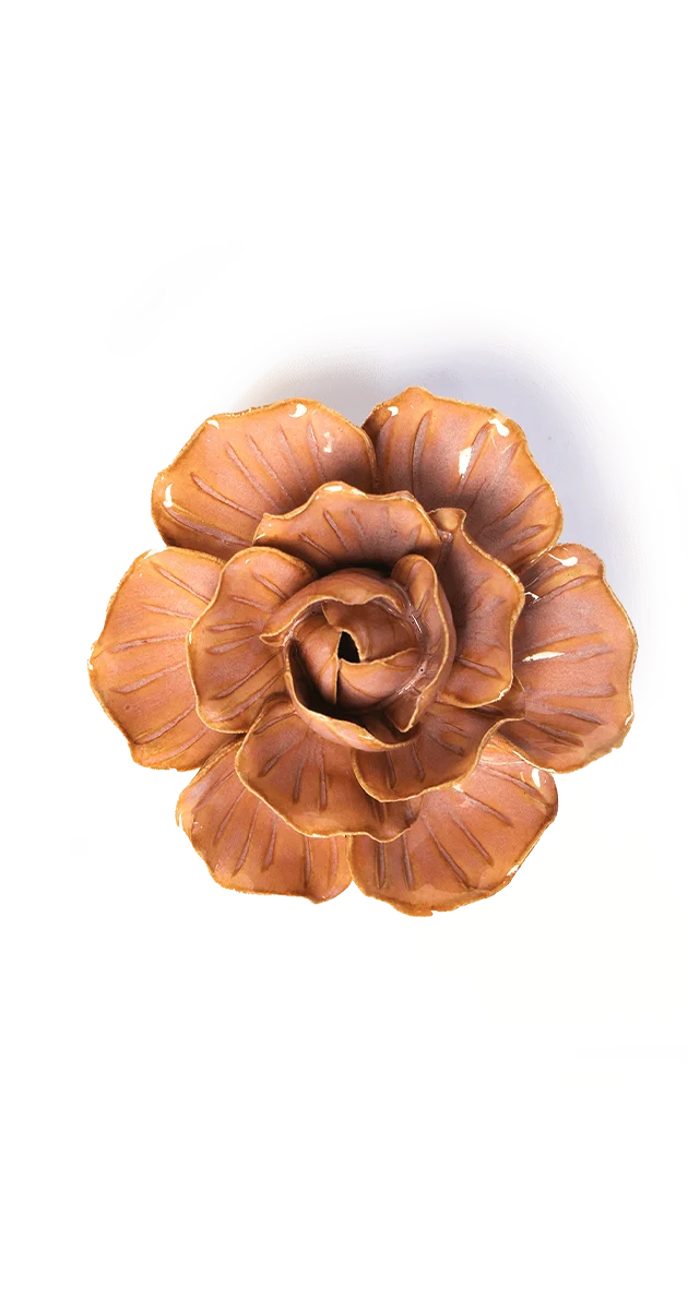 Peach Pink Solar Carnation