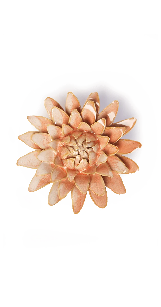 Peach Pink Strawflower