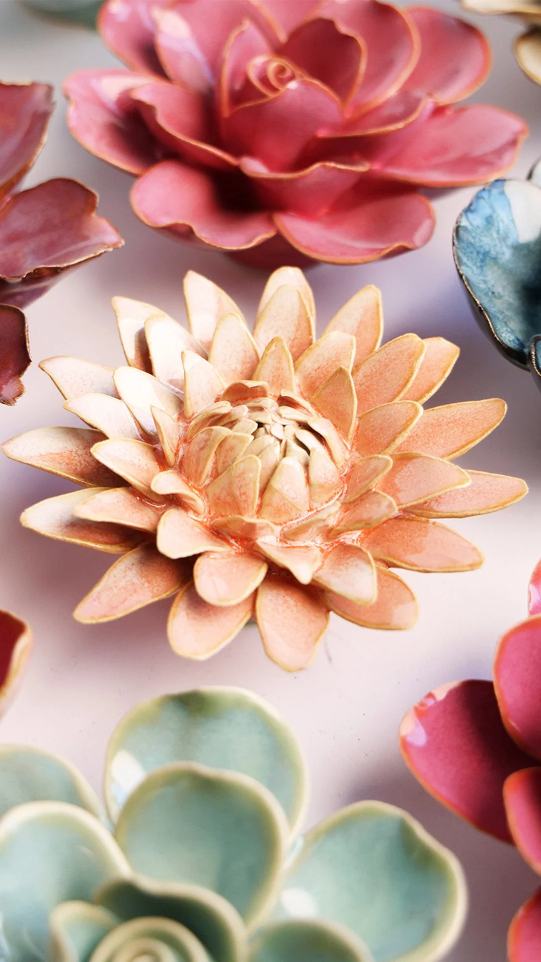 Peach Pink Strawflower - Image 4