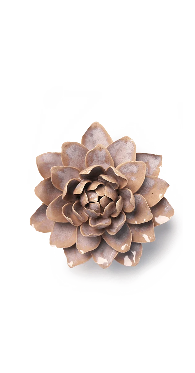 Pink Sand Starbrite Water Lily