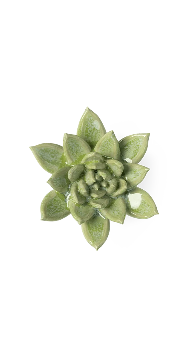 Pea Green Ghost Succulent