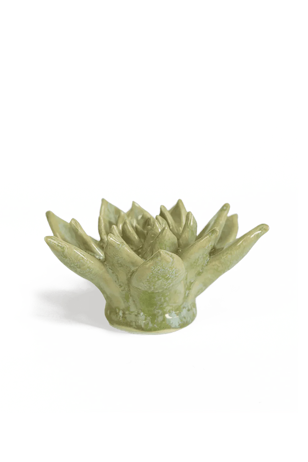 Pea Green Ghost Succulent - Image 2
