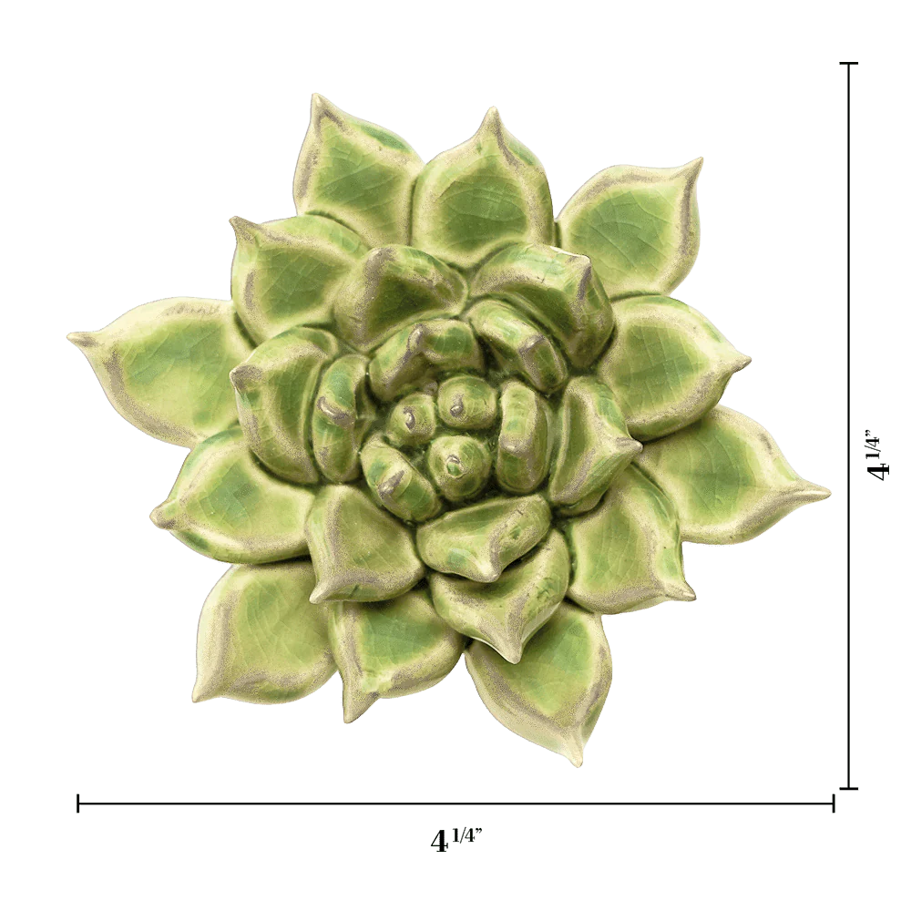 Pea Green Ghost Succulent - Image 3