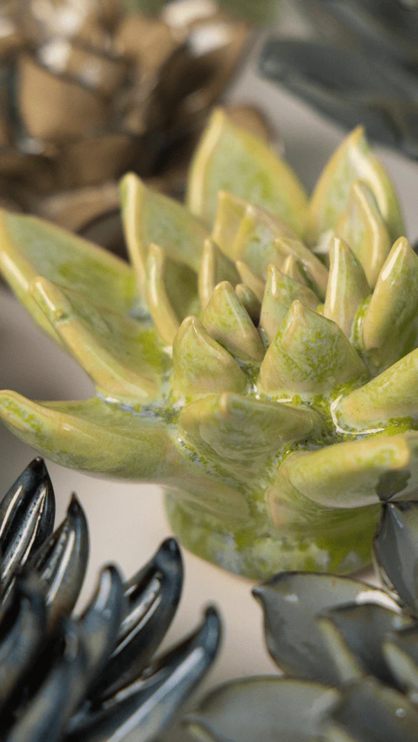 Pea Green Ghost Succulent - Image 4
