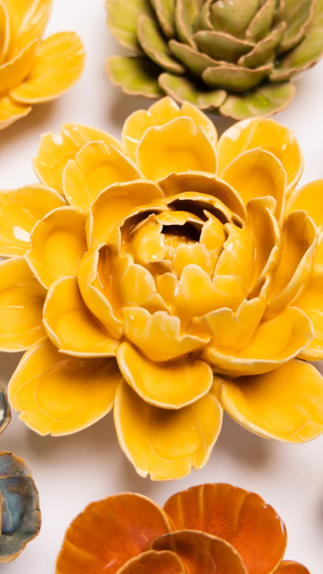 Burnt Yellow Empire Cabbage Flower - Image 4