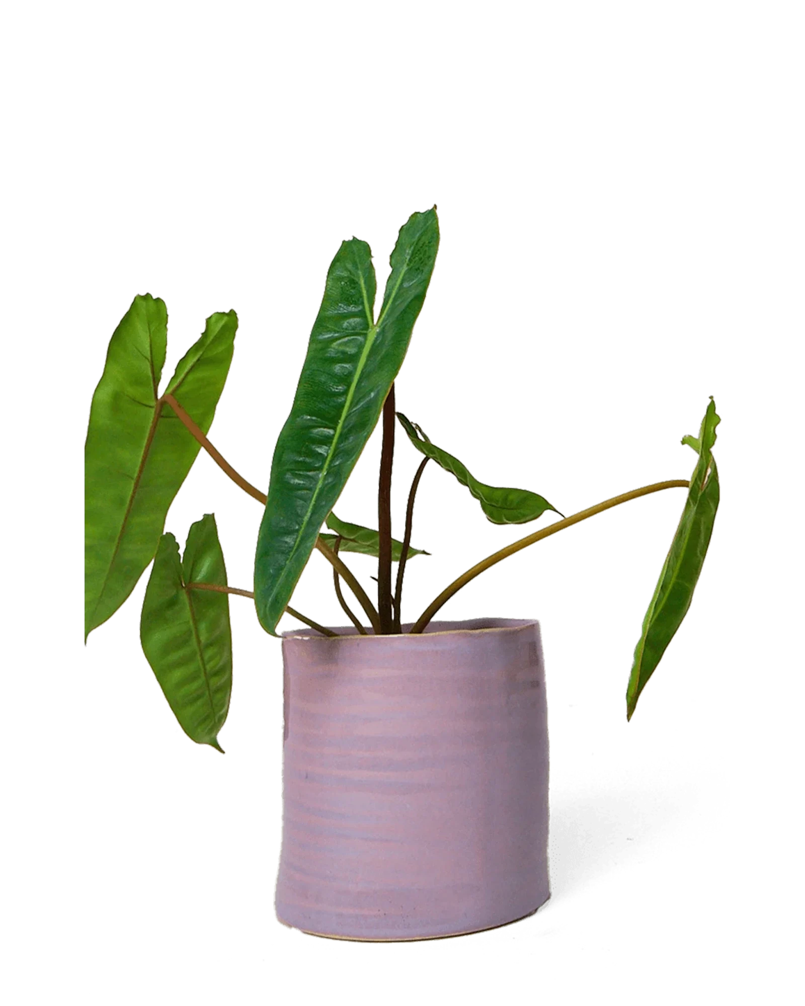 Channa Ceramic Planter Pot | 4.75 inch