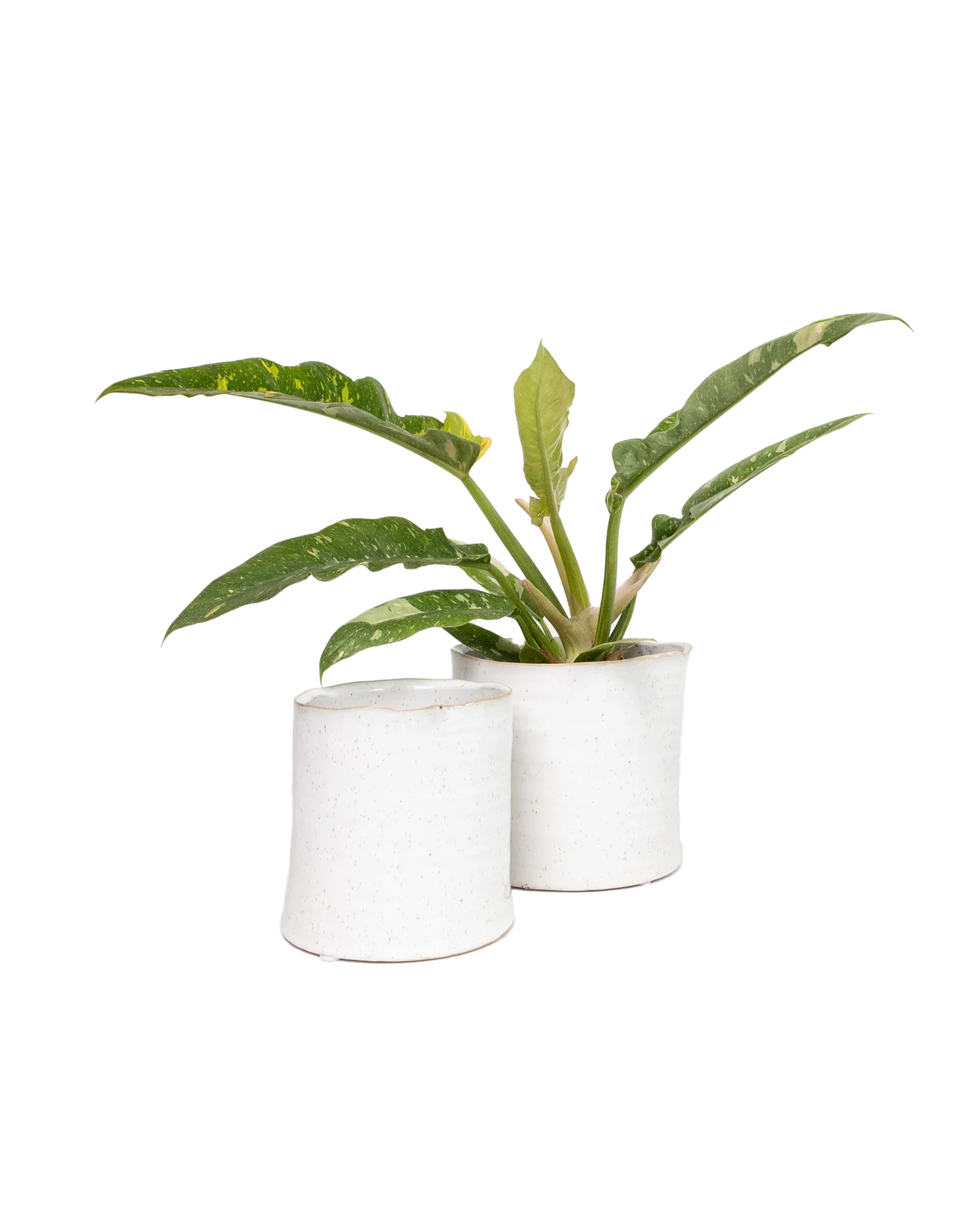 Channa Ceramic Planter Pot | 4.75 inch - Image 10