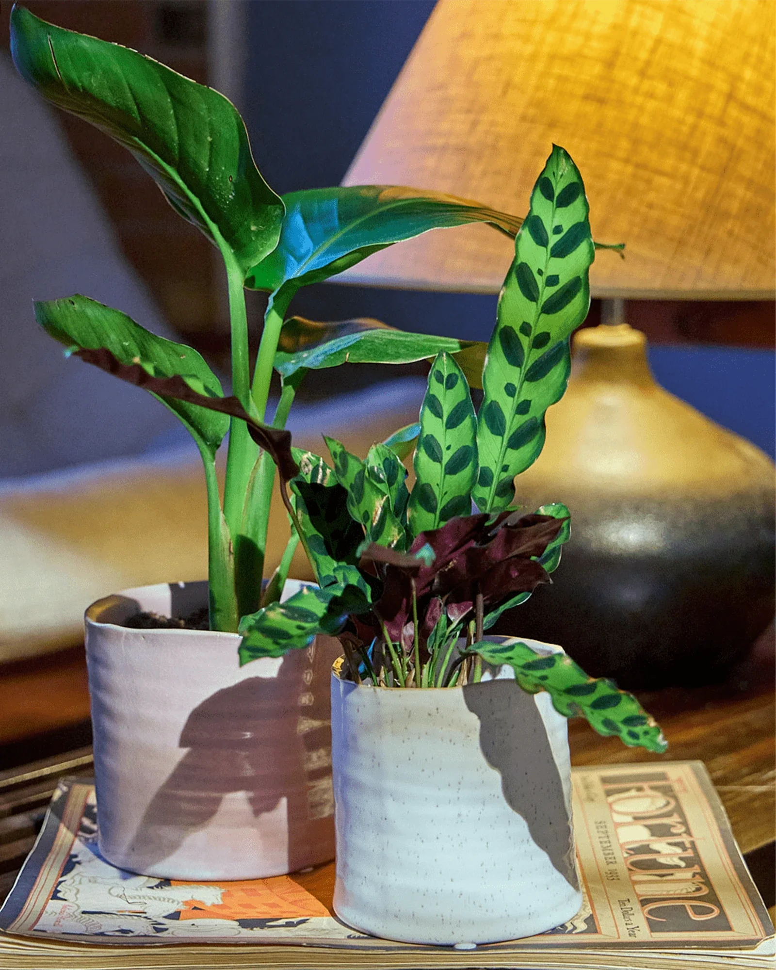 Channa Ceramic Planter Pot | 4.75 inch - Image 11