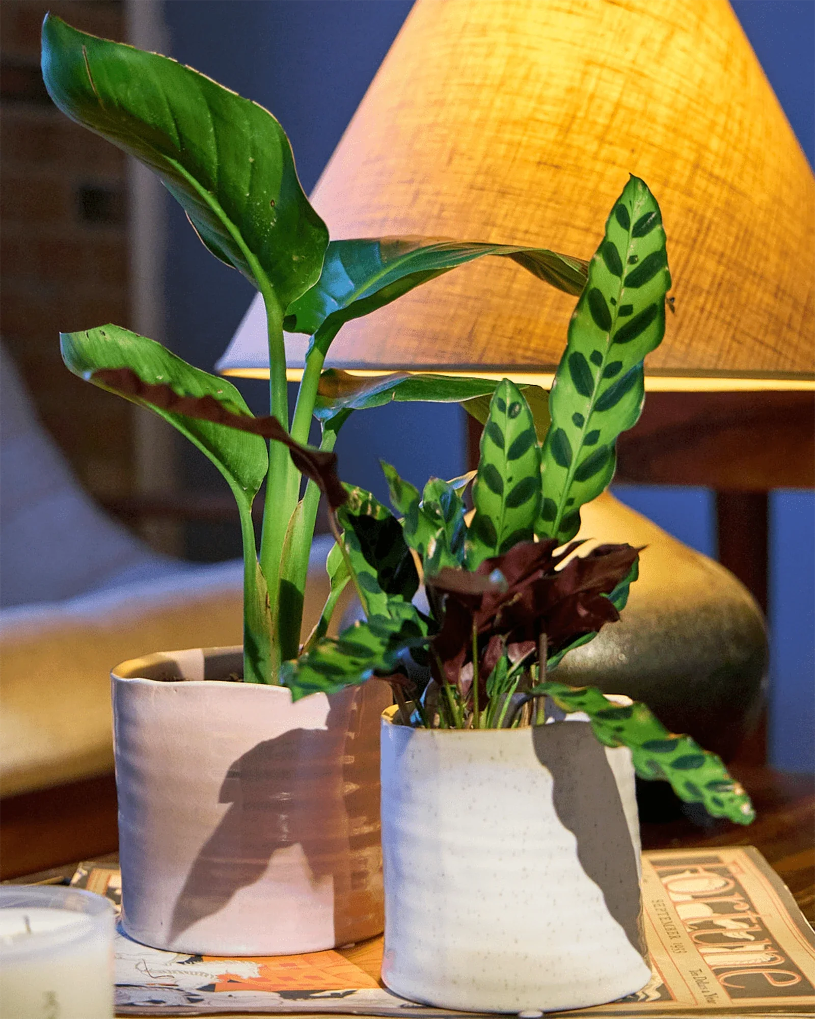 Channa Ceramic Planter Pot | 4.75 inch - Image 2