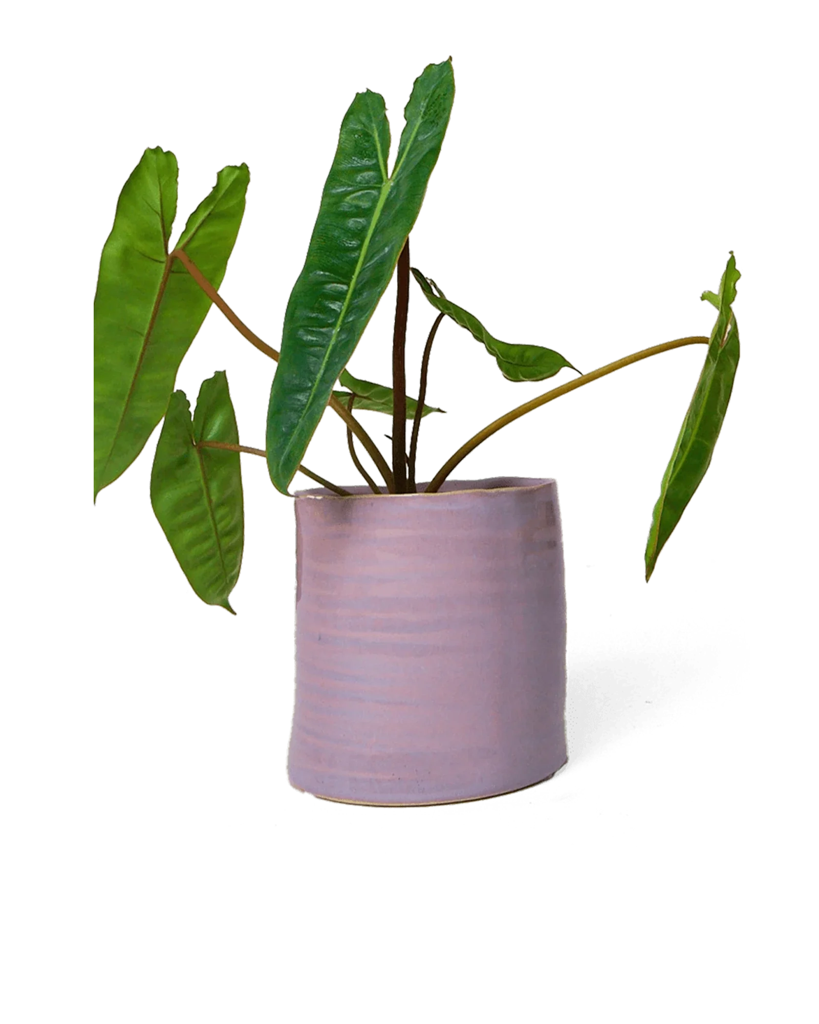 Channa Ceramic Planter Pot | 4.75 inch - Image 3
