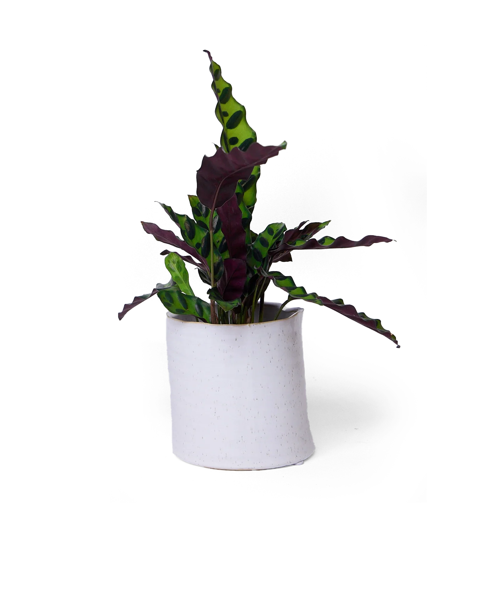 Channa Ceramic Planter Pot | 4.75 inch - Image 7