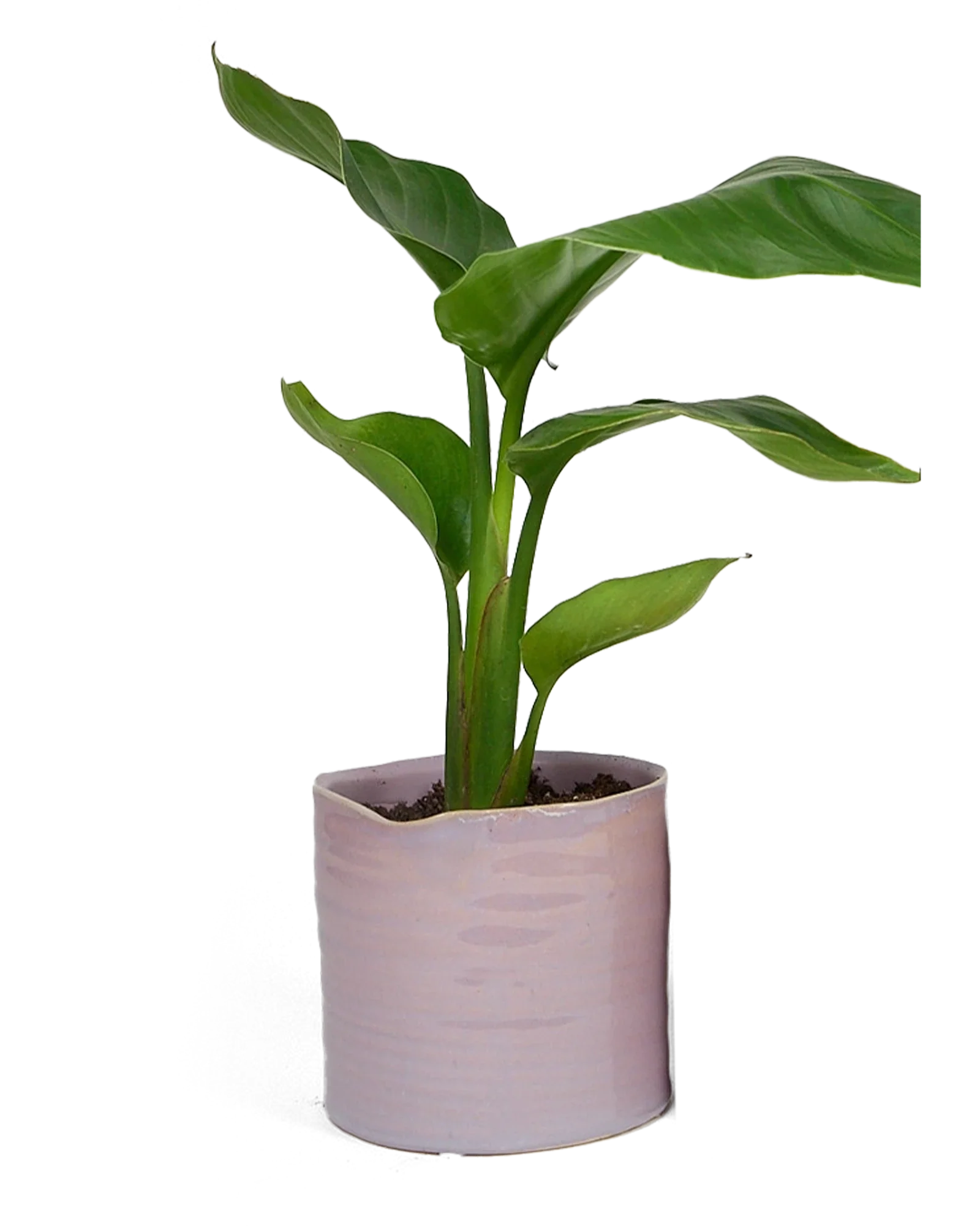 Channa Ceramic Planter Pot | 5.5 inch