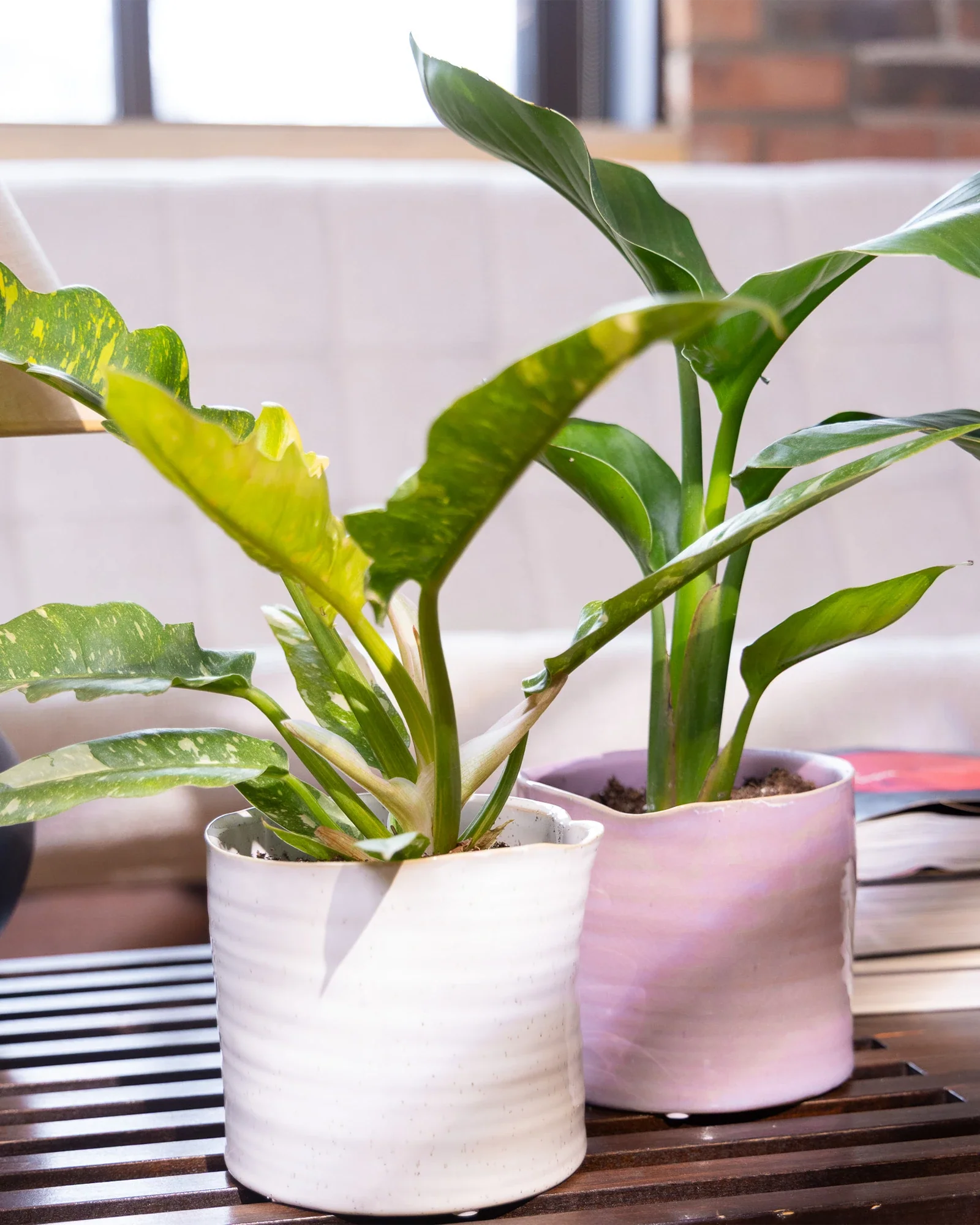 Channa Ceramic Planter Pot | 5.5 inch - Image 2