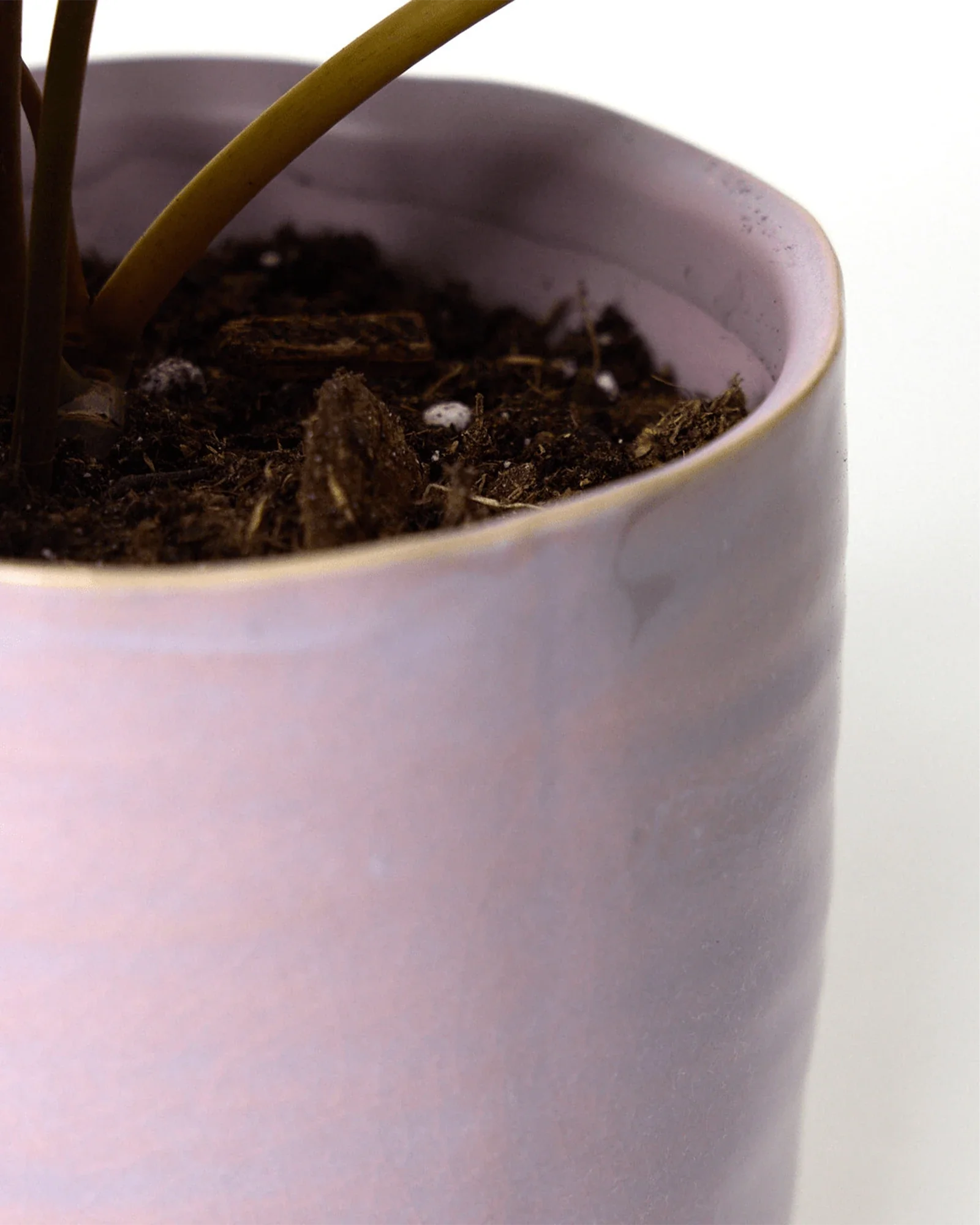 Channa Ceramic Planter Pot | 5.5 inch - Image 4