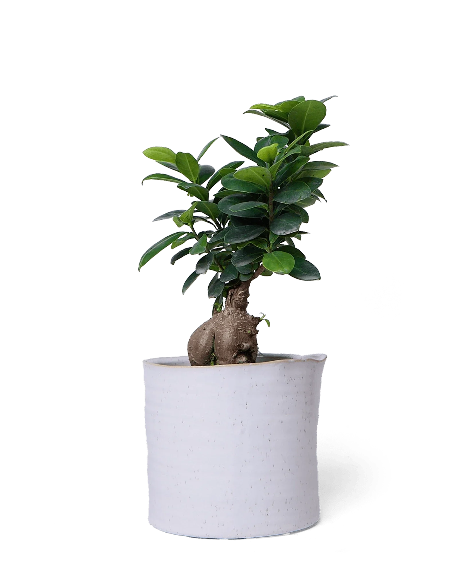 Channa Ceramic Planter Pot | 5.5 inch - Image 5