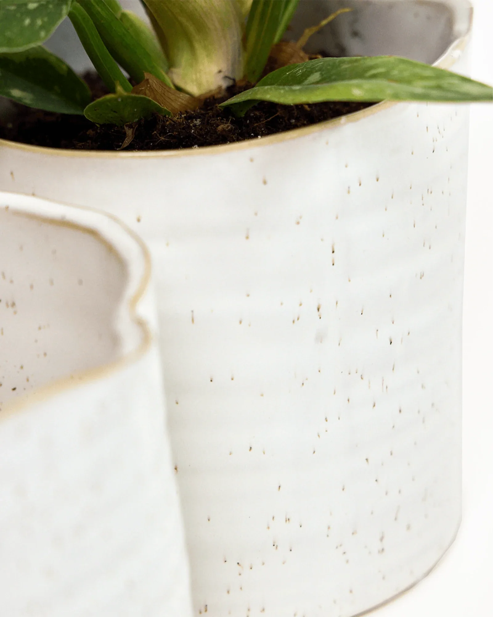 Channa Ceramic Planter Pot | 5.5 inch - Image 6