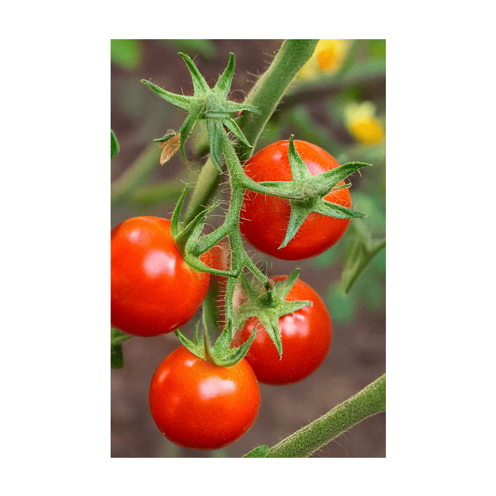 Cherry Tomato Vegetable Seeds Packet - Image 3
