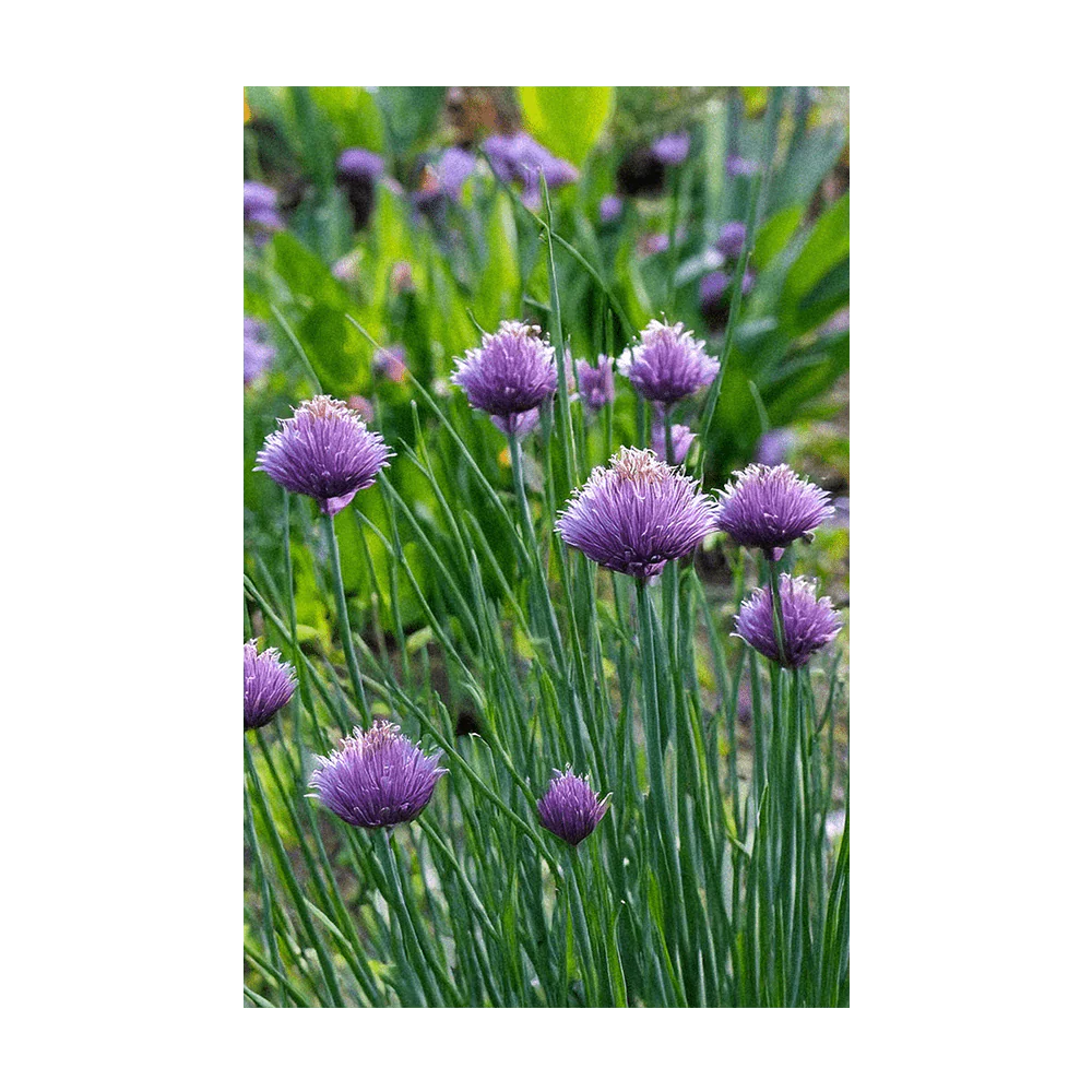 Chives Herb Seeds Packet - Image 3