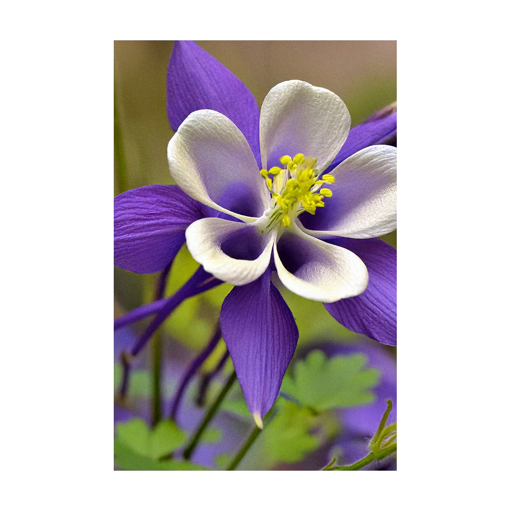 Columbine Flower Seeds Packet - Image 3