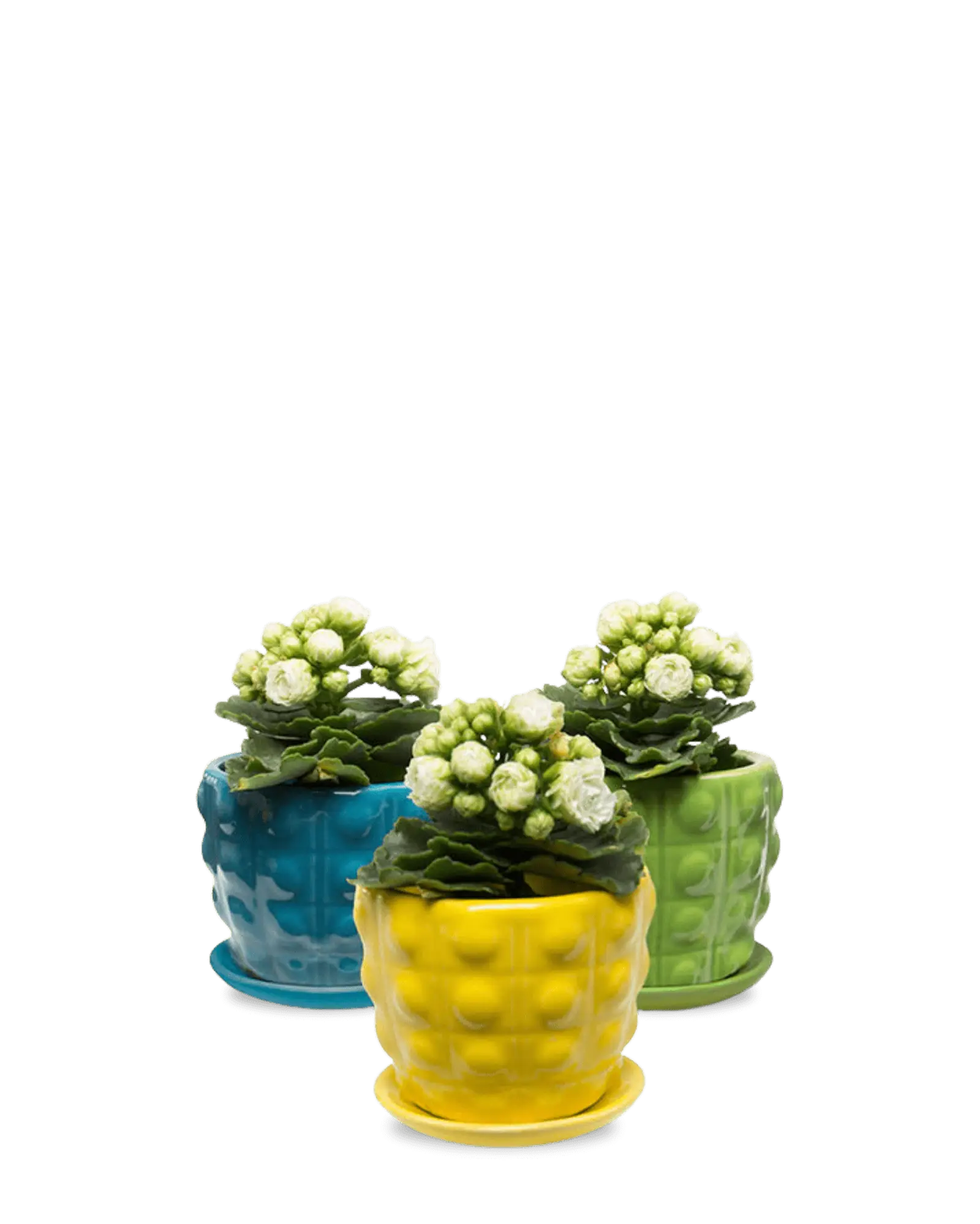 Convex Ceramic Pot With Drainage Hole And Saucer - Image 10