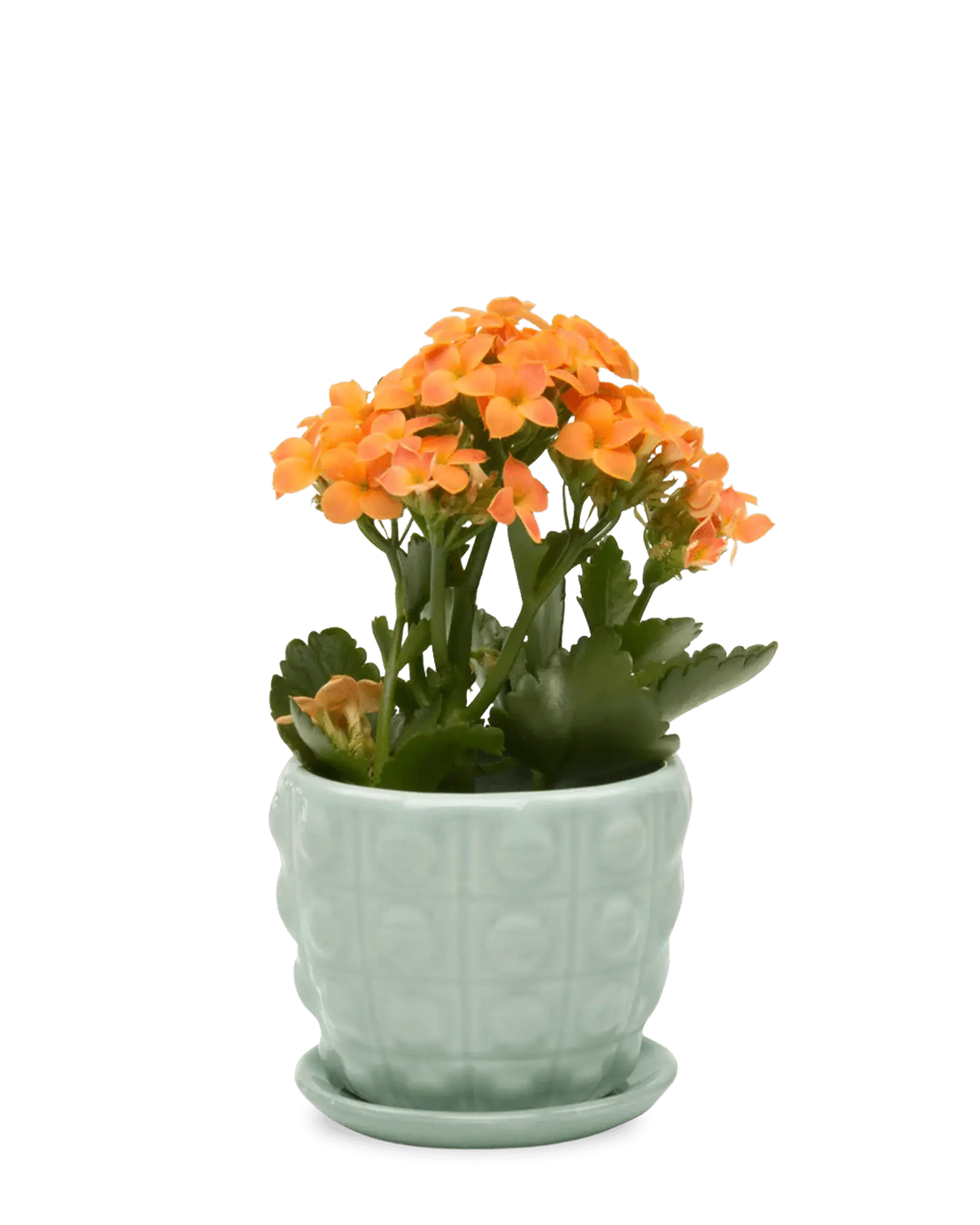 Convex Ceramic Pot With Drainage Hole And Saucer - Image 11
