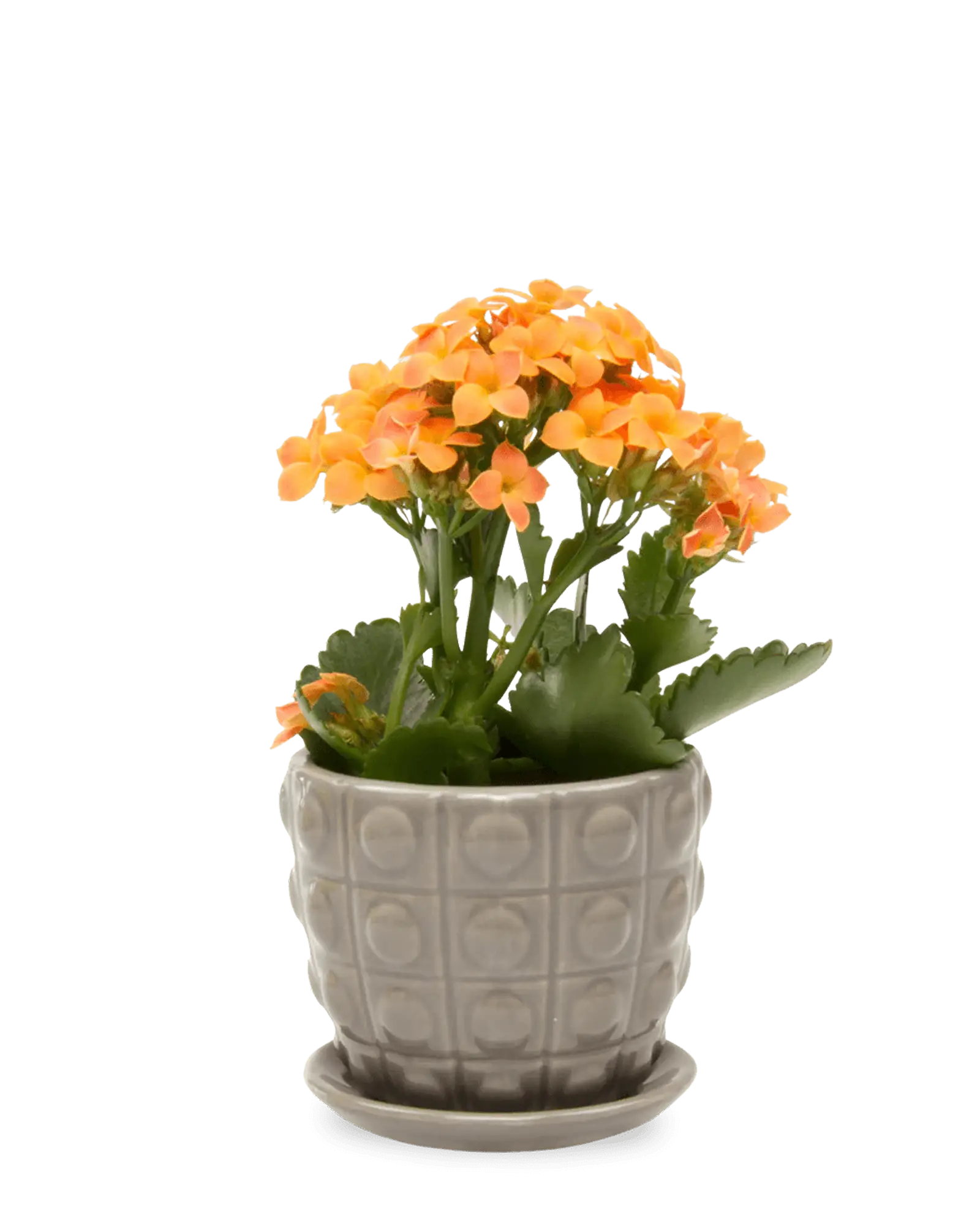 Convex Ceramic Pot With Drainage Hole And Saucer - Image 13