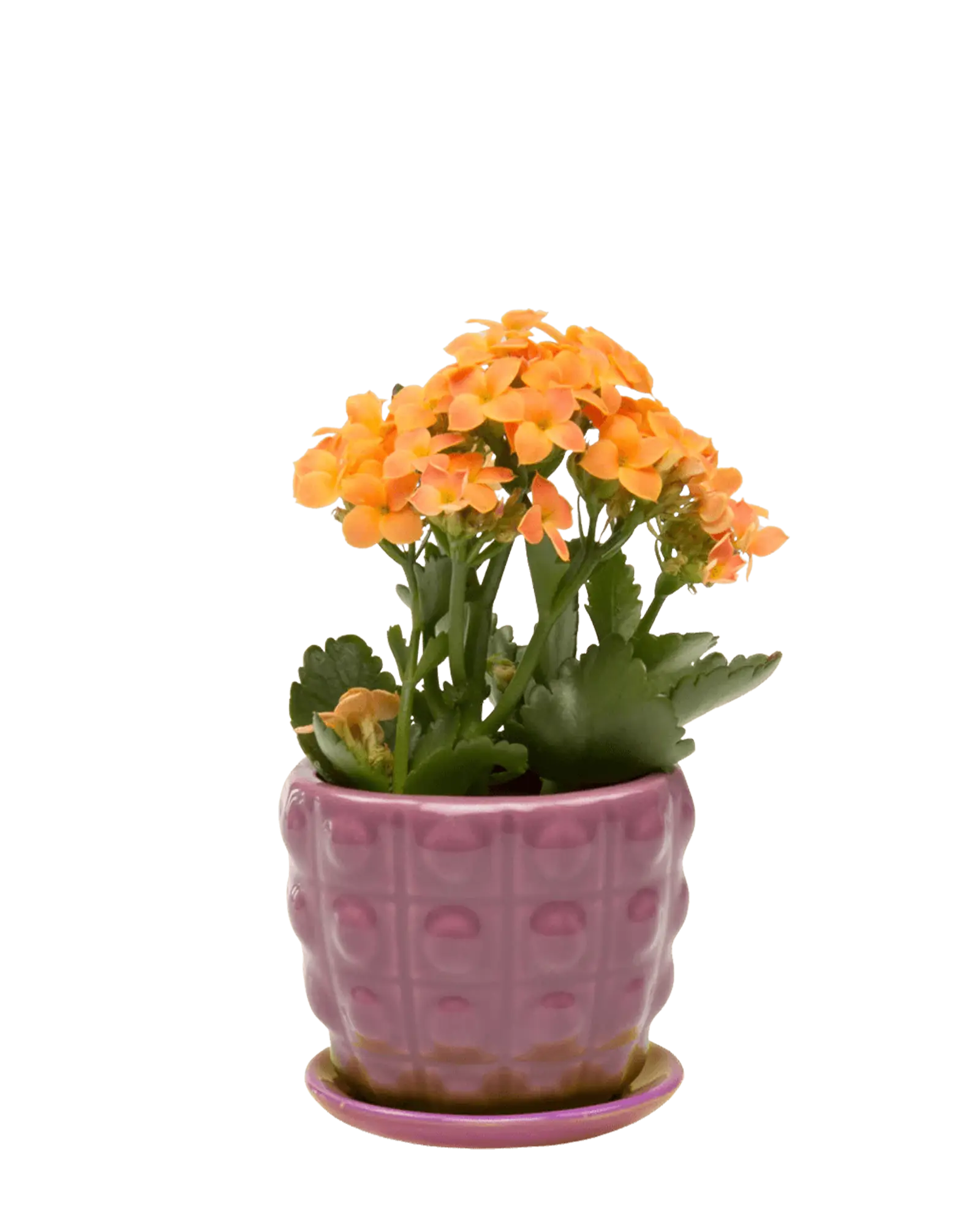 Convex Ceramic Pot With Drainage Hole And Saucer - Image 16