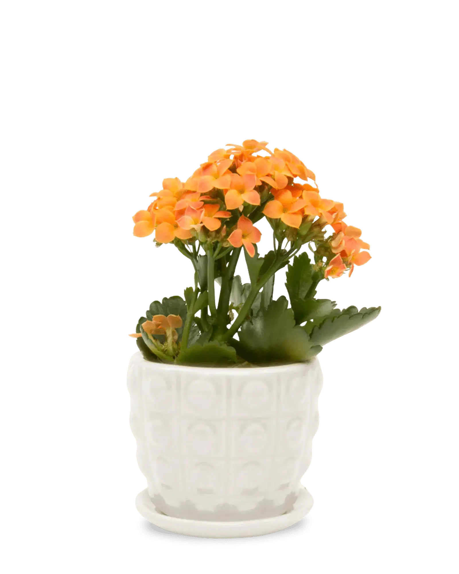 Convex Ceramic Pot With Drainage Hole And Saucer - Image 18