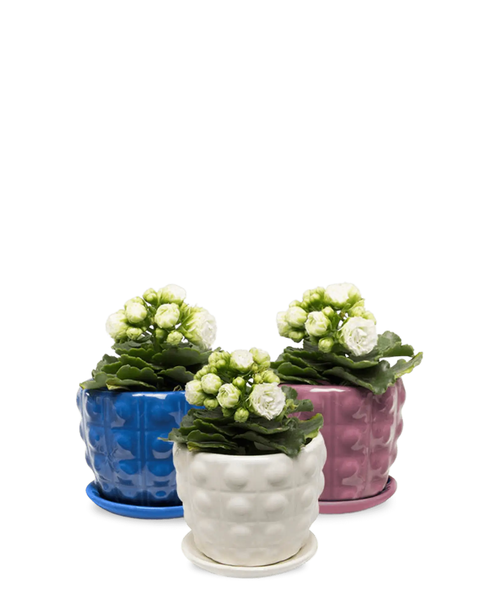 Convex Ceramic Pot With Drainage Hole And Saucer - Image 20