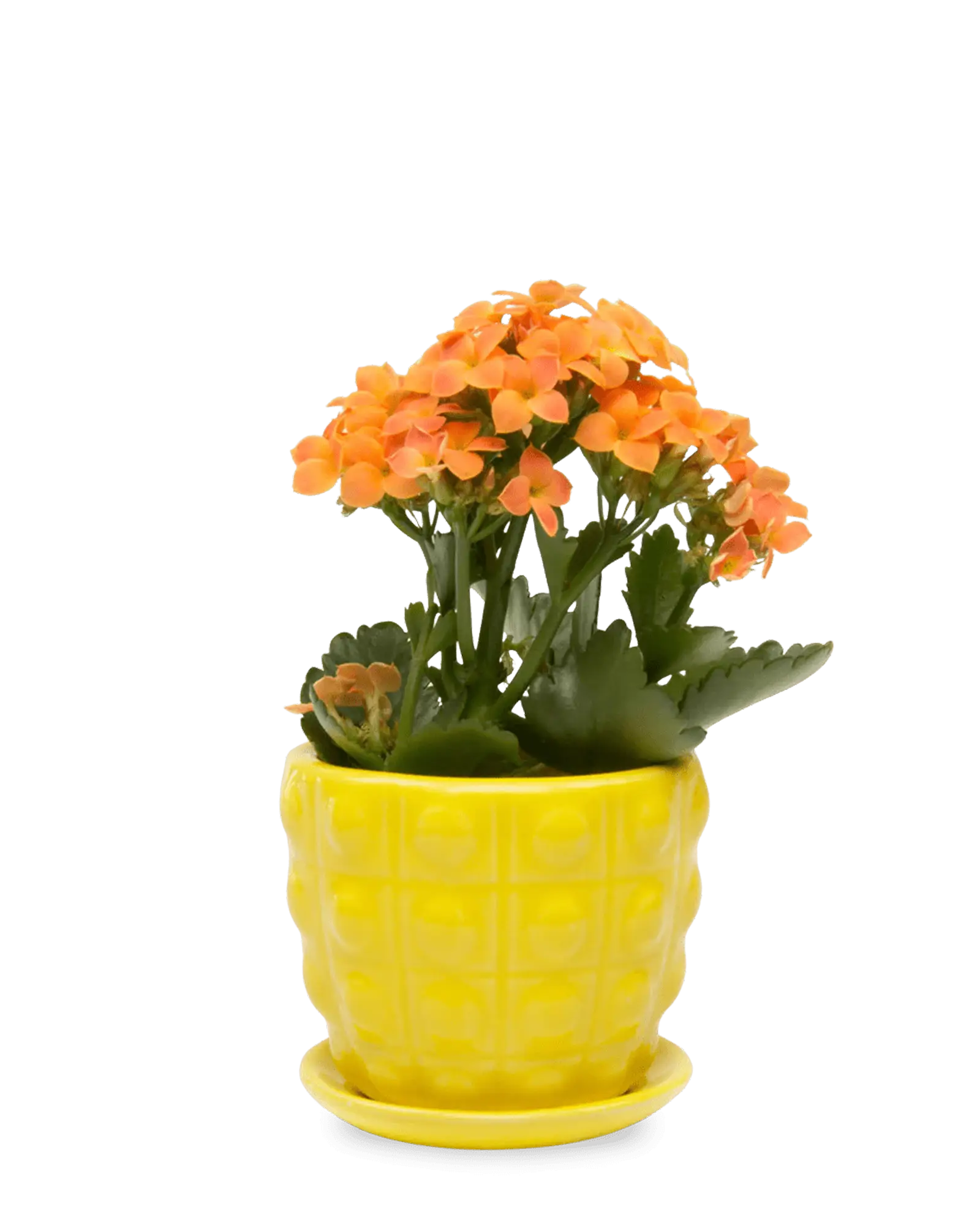 Convex Ceramic Pot With Drainage Hole And Saucer - Image 21