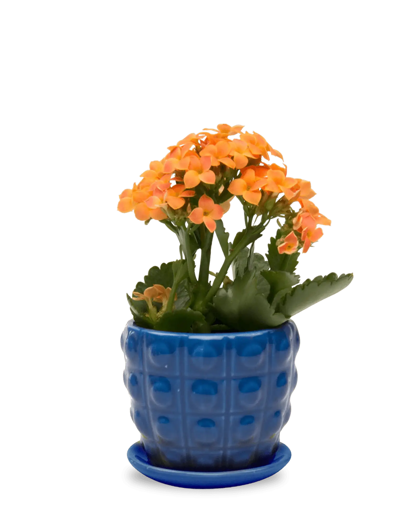 Convex Ceramic Pot With Drainage Hole And Saucer - Image 3
