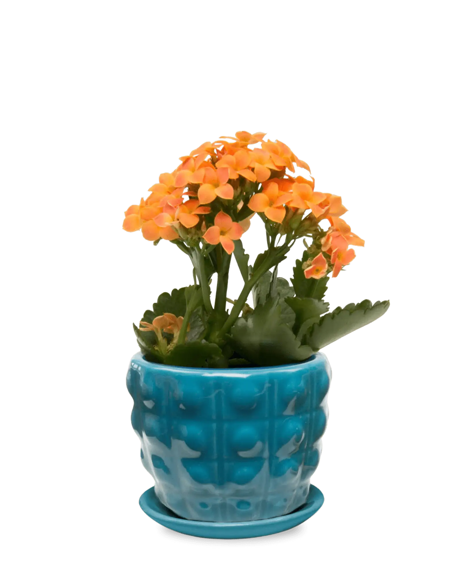 Convex Ceramic Pot With Drainage Hole And Saucer - Image 6