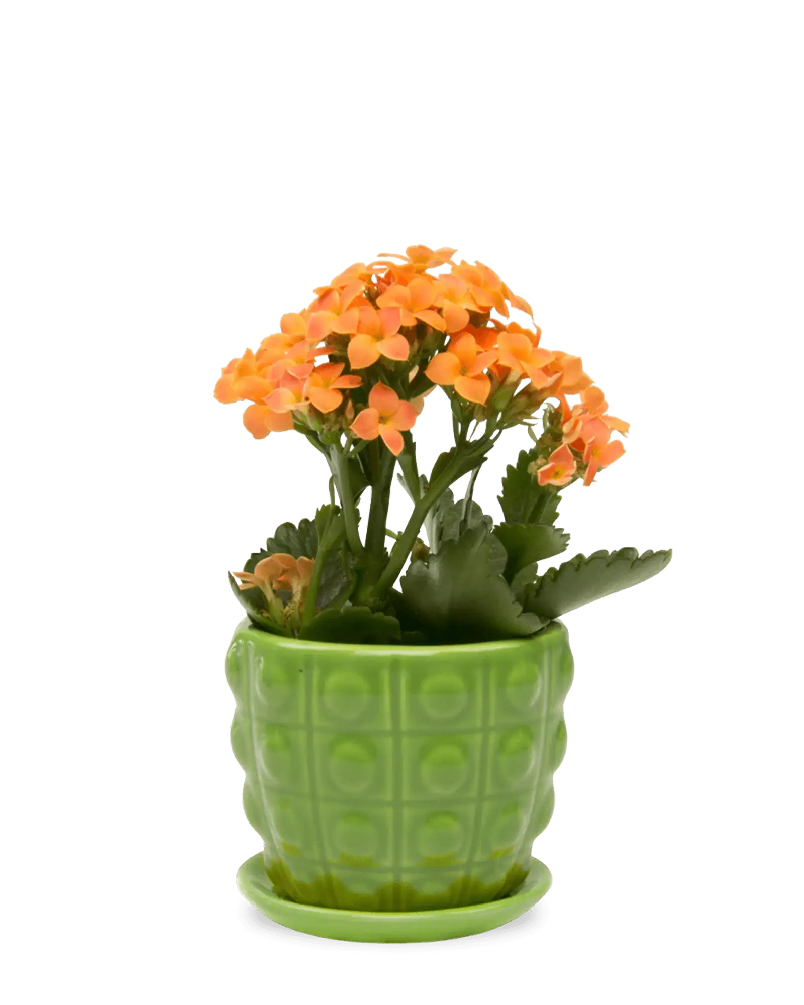 Convex Ceramic Pot With Drainage Hole And Saucer - Image 8