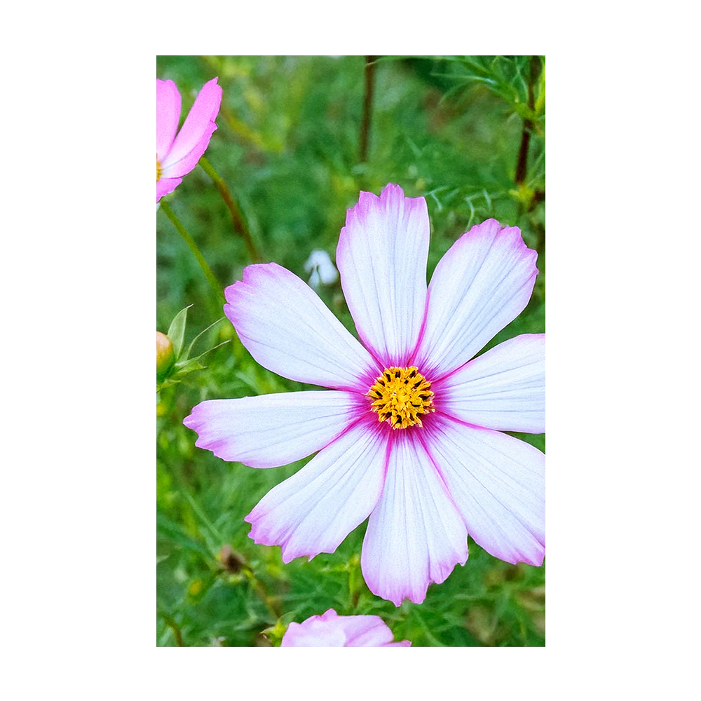 Cosmos Flower Seeds Packet - Image 3