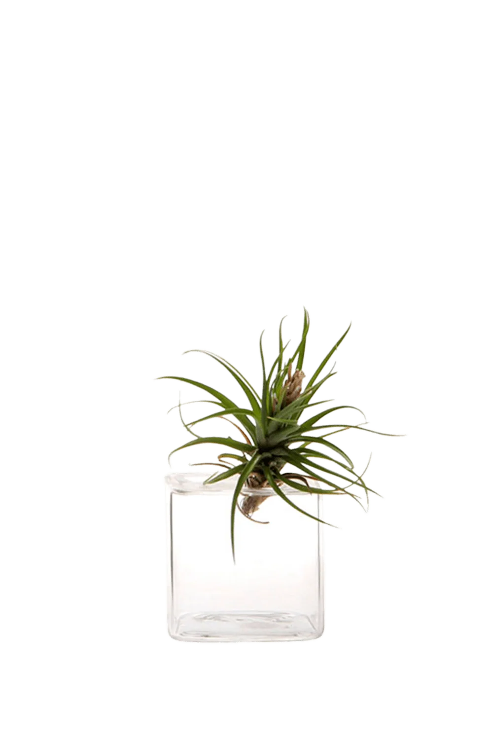 Cube Glass Modern Clear Flower Vase - Image 2