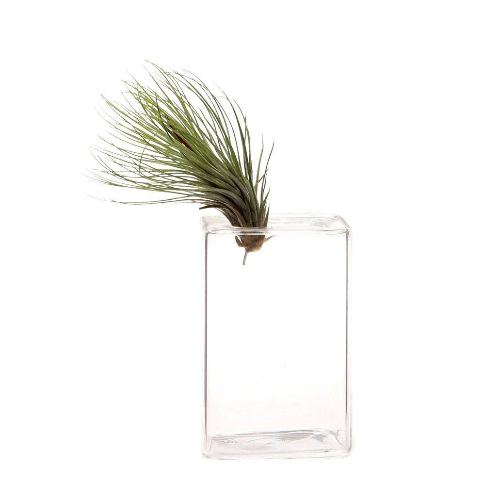 Cube Glass Modern Clear Flower Vase - Image 4