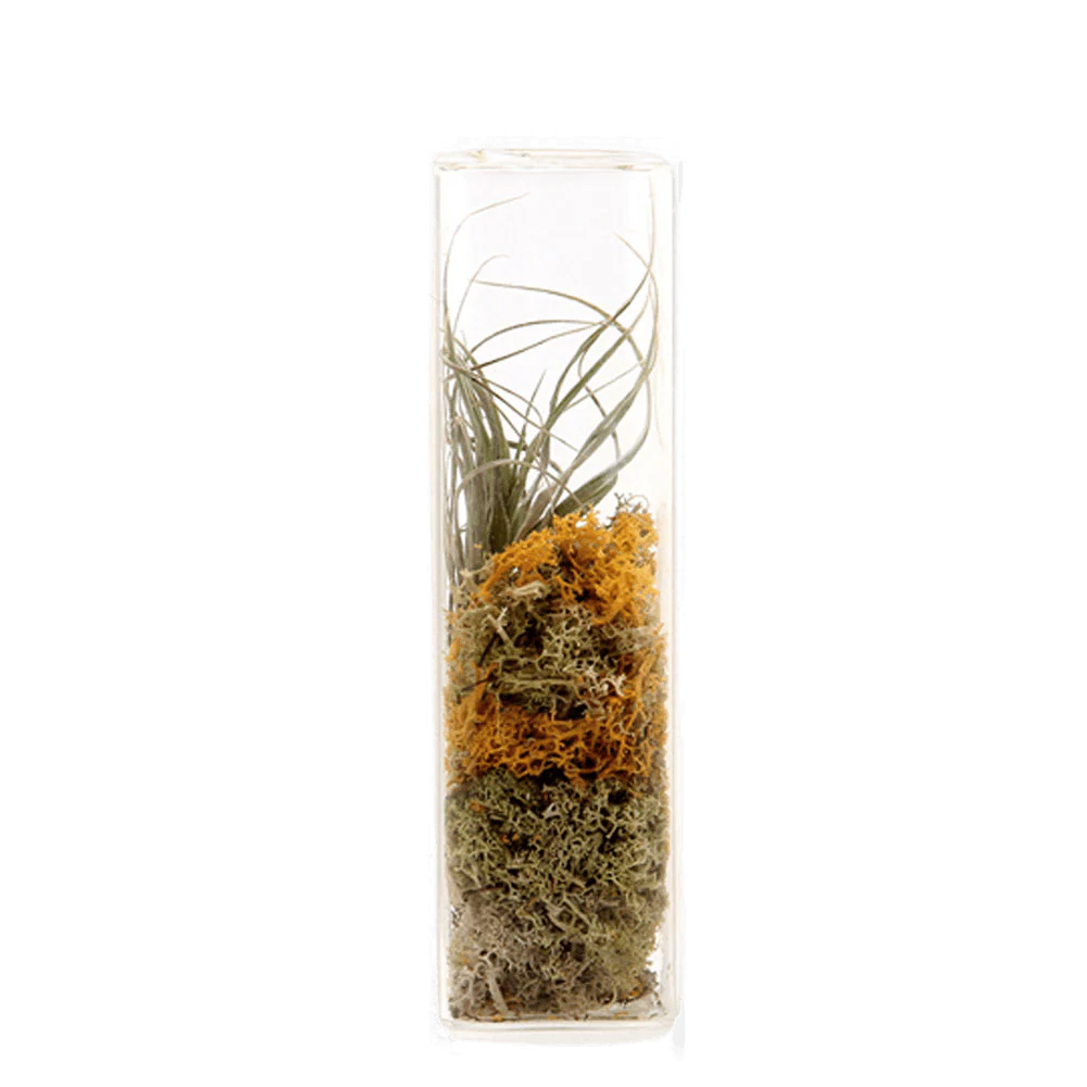 Cube Glass Modern Clear Flower Vase - Image 5