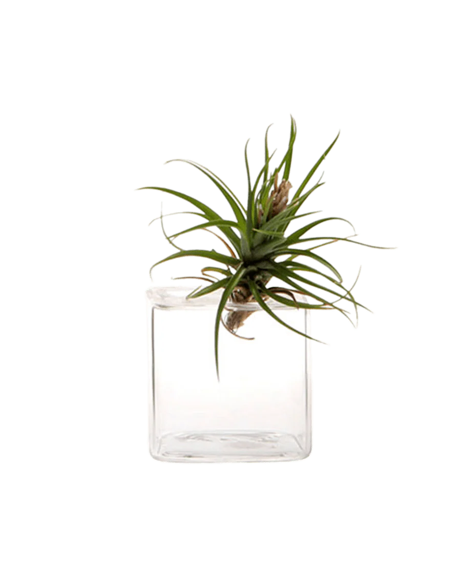 Cube Glass Modern Clear Flower Vase - Image 6