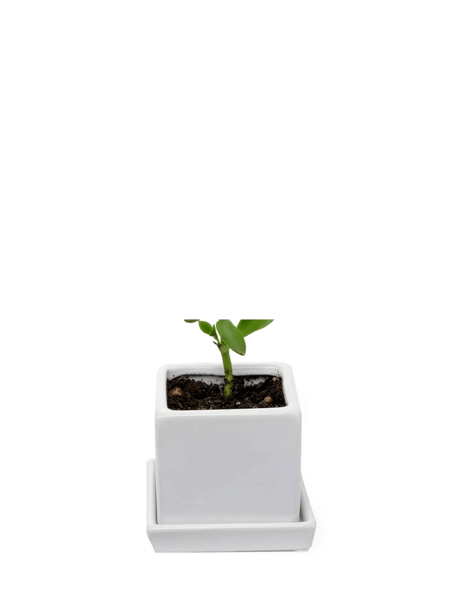 Cube & Saucer Ceramic Pot With Drainage Hole - Image 11
