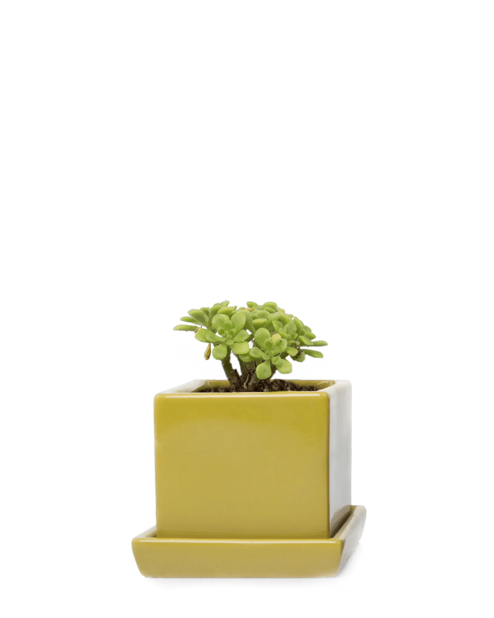 Cube & Saucer Ceramic Pot With Drainage Hole - Image 32