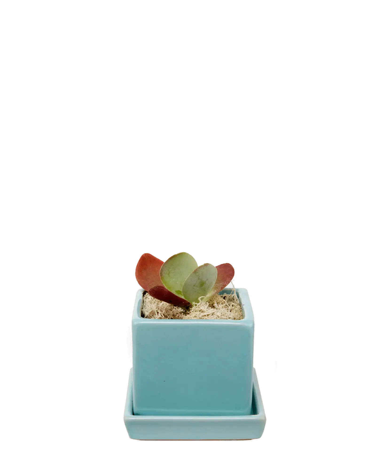 Cube & Saucer Ceramic Pot With Drainage Hole - Image 33