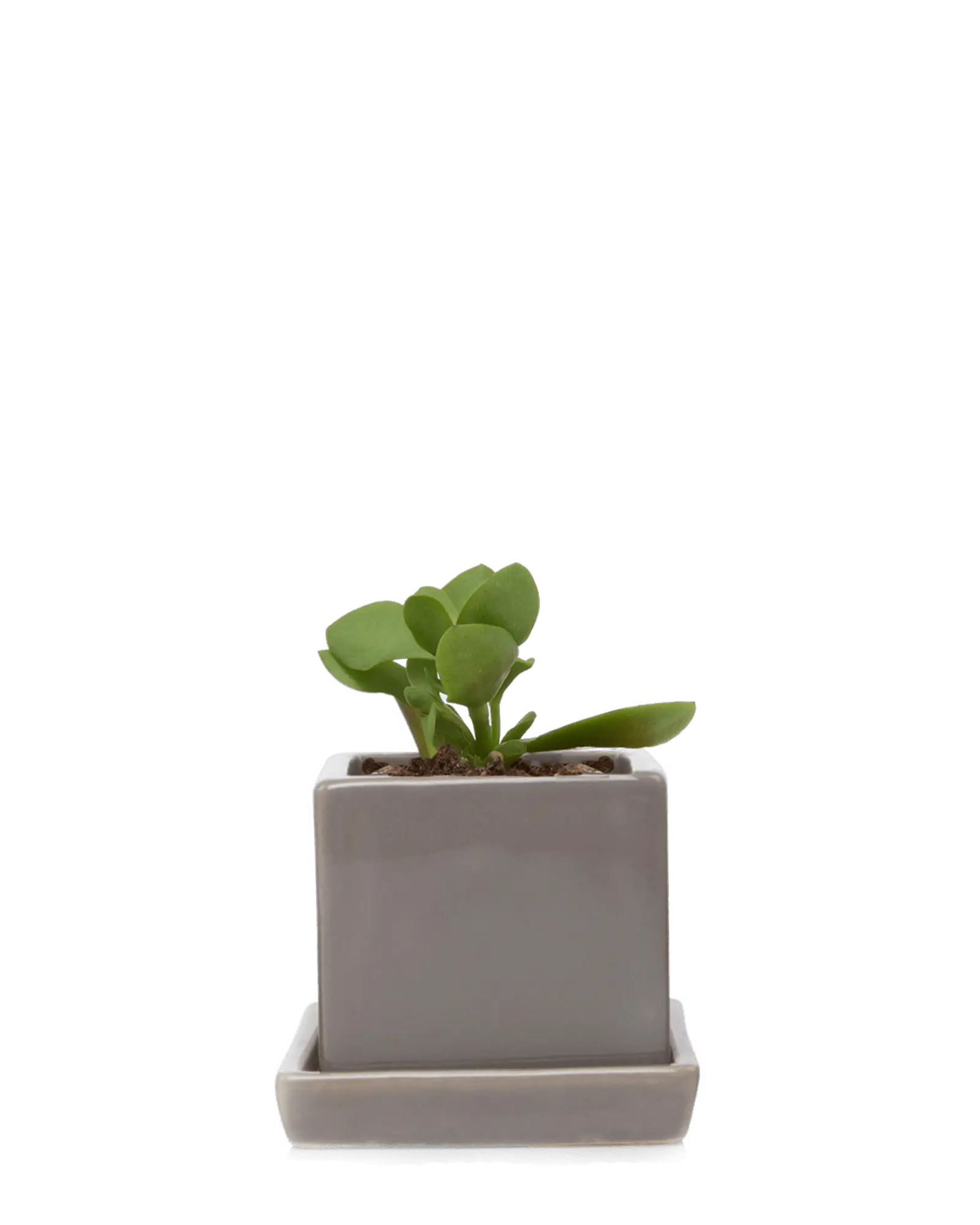 Cube & Saucer Ceramic Pot With Drainage Hole - Image 35