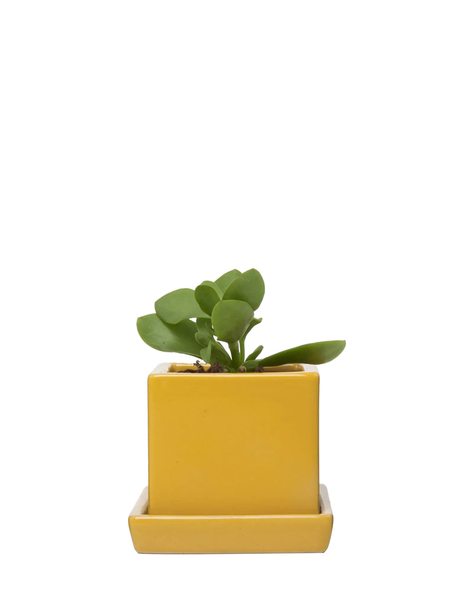 Cube & Saucer Ceramic Pot With Drainage Hole - Image 41