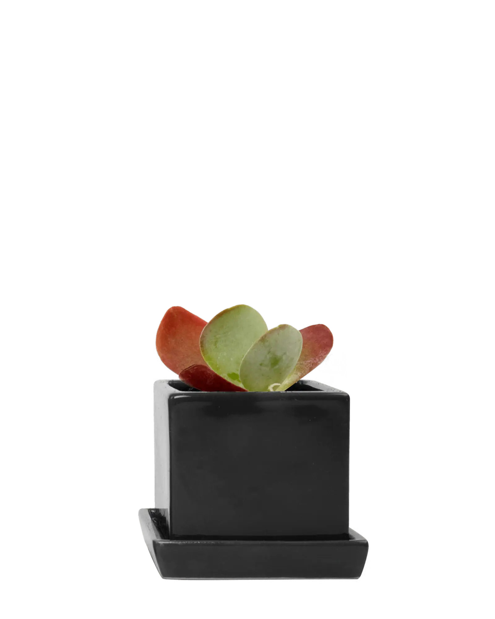 Cube & Saucer Ceramic Pot With Drainage Hole - Image 44