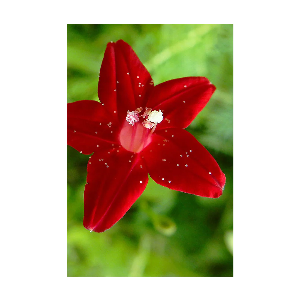 Cypressvine Star Glory Flower Seeds Packet - Image 3